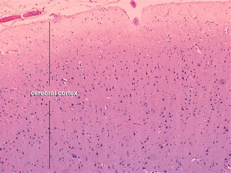 Cerebral Cortex Histology Labeled