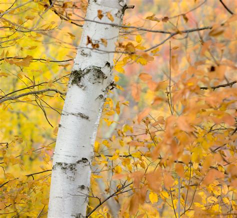 Birch Fall: Trees Trees: M E Sipe Photography. Nature Inspired Imaging. Landscape Images. Nature ...