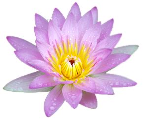 Lotus flower PNG