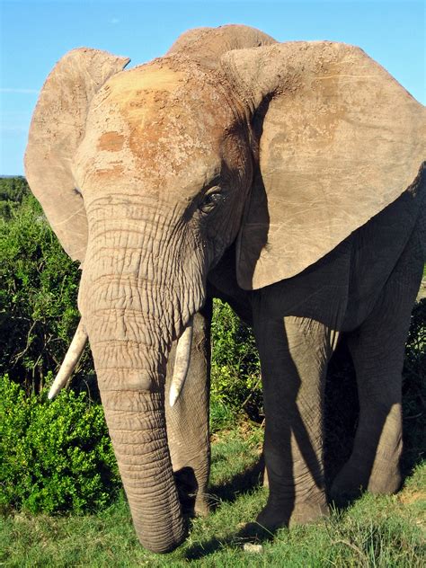 File:African Elephant.jpg - Wikimedia Commons