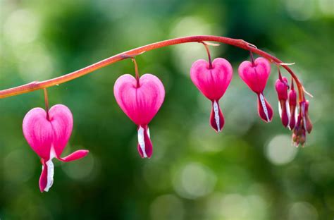 Bleeding Heart Flower Meaning and Symbolism - Natgeos