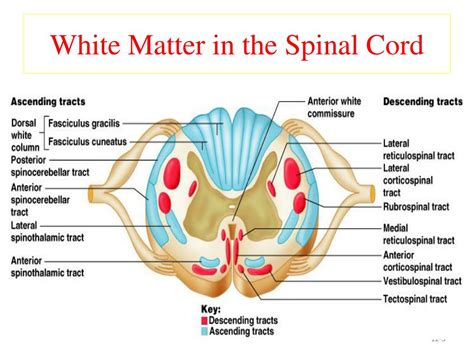 Lateral White Column