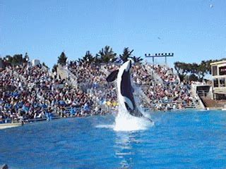 Orca Jumping Gif