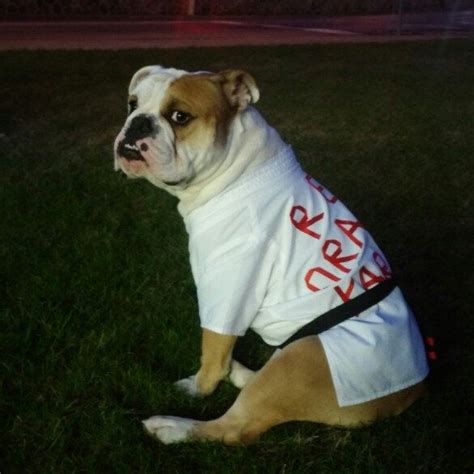 Even dogs can wear a Karate GI | Pet costumes, Dog halloween costumes, Puppy costume