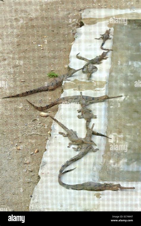 Breeding young gharials -gavialis gangeticus- being reared and raised ...