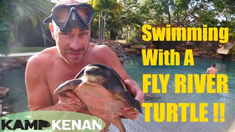 Swimming with a Fly River Turtle! - YouTube