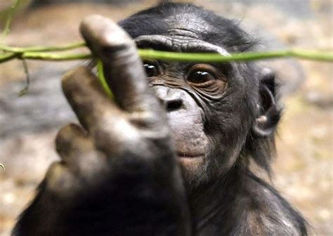 Bonobo Behavior - AnimalBehaviorCorner