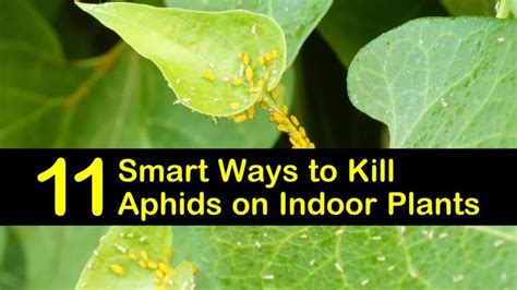 11 Smart Ways to Kill Aphids on Indoor Plants | Aphids, Get rid of aphids, Plants