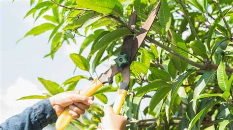 Apakah Penting Pemangkasan Pada Pohon Mangga? dan Apa Manfaatnya? - Infarm