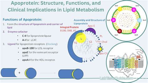 Apoprotein: Structure, Functions, and Clinical Implications in Lipid ...