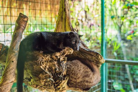 Kopi Luwak: Busting the Civet Cat Coffee Myth