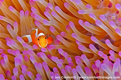 Clown Anemonefish Archives - Cornforth Images