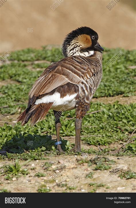 Hawaiian Goose Image & Photo (Free Trial) | Bigstock