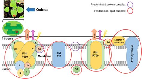 Photosynthetic apparatus and machinery composition PQ: Plastoquinone ...