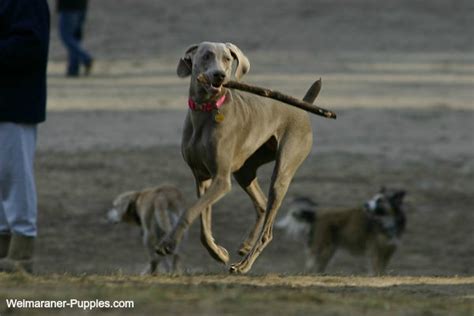 Dog Training Games Make Puppy Training Fun - Weimaraner Puppies