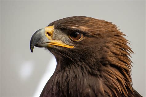 Juvenile Golden Eagle Portrait | Juvenile female golden eagl… | Flickr