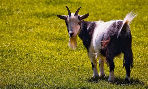 Do Pygmy Goats Have Horns? (Helpful Content) - Goat Owner