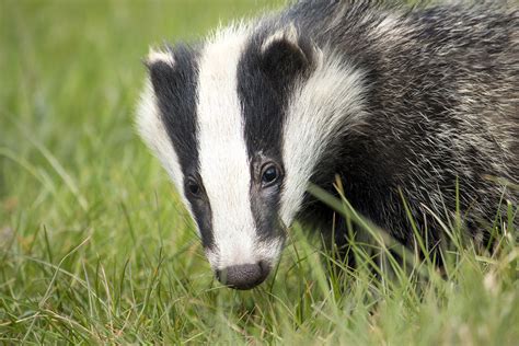 The latest victim of cruel badger baiting [warning: distressing images] - Dogs Today Magazine