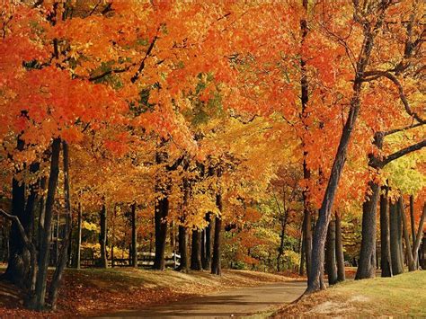 Fall foliage in Indiana park, autumn in Indiana | Lonely Planet | Pinterest | Autumn, Park and ...