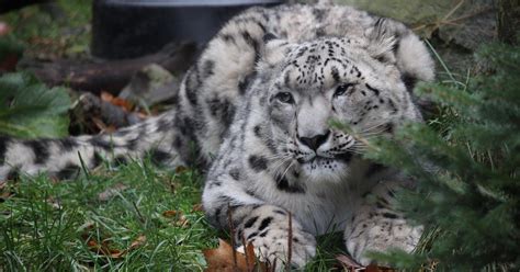 Endangered snow leopards love chilly Himalayas