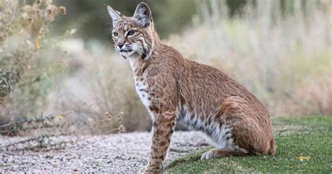 Bobcat Animal Behavior - AnimalBehaviorCorner