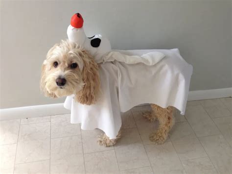 Zero Dog Halloween Costume - The DIY Handy Mom | Dog halloween costumes ...