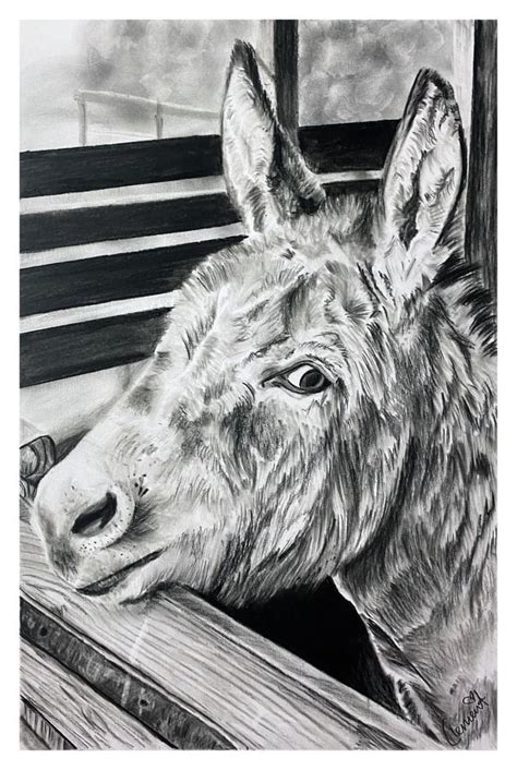 Donkey charcoal drawing by elviraNL on DeviantArt