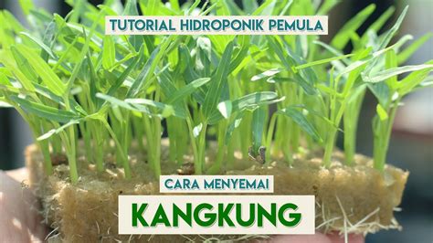 Cara Menyemai Benih Kangkung Hidroponik Tutorial Hidroponik Pemula | My ...