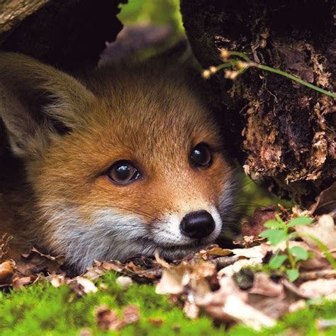 9 Cute Pictures of Red Foxes
