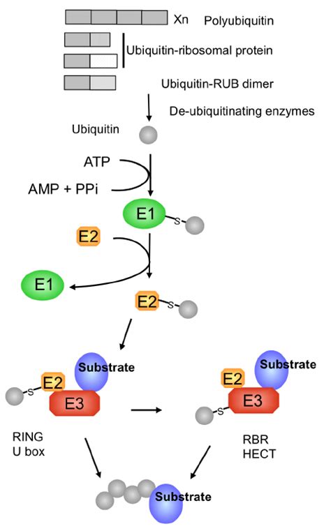 Ubiquitin genes and ubiquitination pathway. Ubiquitin is encoded by a... | Download Scientific ...