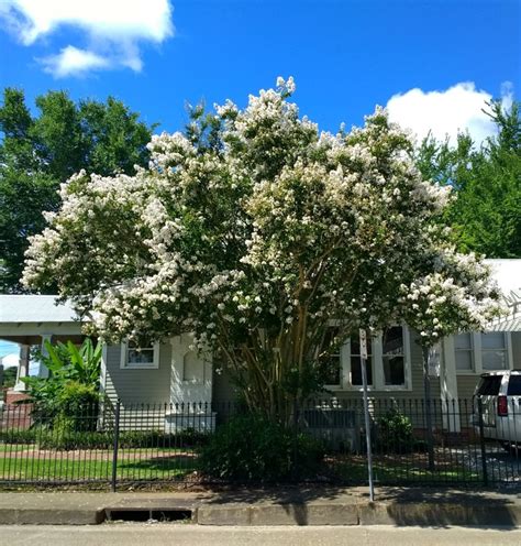 Crepe myrtle, the blooming belle of the South, needs some help in a dry climate - Hot Gardens.net