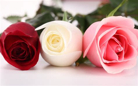 Wallpaper Three different colors of roses 1920x1200 HD Picture, Image