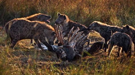 Group of Hyenas Preying on a Hyena Carcass in Masai Mara, Kenya Stock Image - Image of animal ...