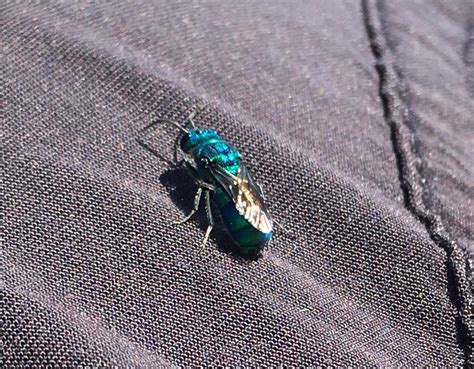 Shiny blue flying bug landed on me in Montreal in late September. Anyone know what it could be ...