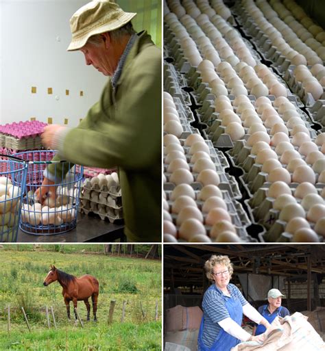 Duck Eggs — A Visit to the Hill Foot Farm - Features Journal - Native Food and Wine