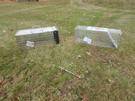 humane rodent traps Archives - Henry Homeyer