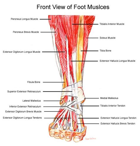 Ripple of One Stone: Foot Pain & Yoga