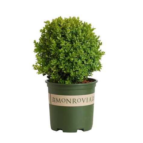 Monrovia 1.6-Gallon Dwarf English Boxwood Foundation/Hedge Shrub in Pot ...