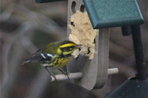 Townsend Warbler eating bark butter - FeederWatch