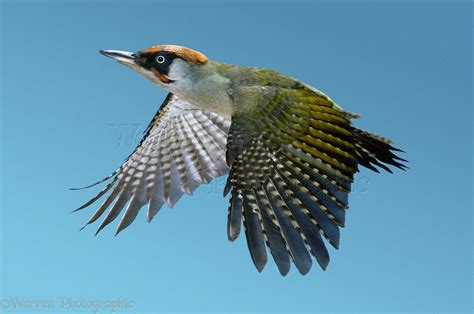 Green Woodpecker in flight photo - WP14228 Green Woodpecker, British Wildlife, Ornithology ...