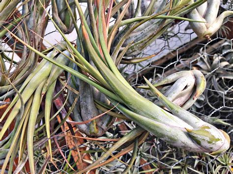 25 Air Plant Types To Grow Indoors