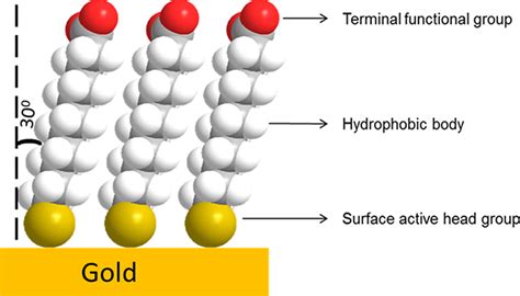 Self‐Assembled Monolayers of Carbohydrate Derivatives on Gold Surfaces | IntechOpen