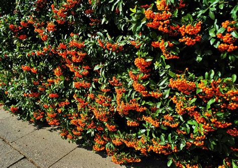 Best Hedges for Shade - choosing the right hedging plants