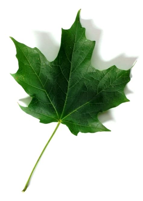 Know your trees – Native Sugar Maple vs Non-Native Norway Maple – Maple ...