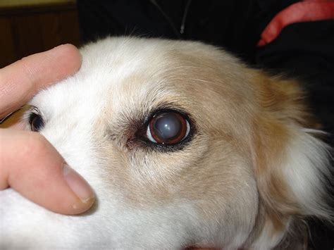 What Causes Cataract In Dogs