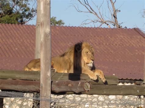 Cape Town, South Africa 2010: buffelsfontein game reserve and darling