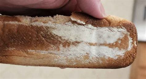 Flour or Mold on Bread? How to Tell the Difference +Pictures – The Dough Academy