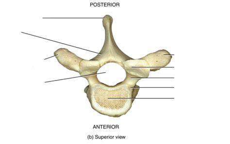 Thoracic vertebrae: T1-T12 Diagram | Quizlet