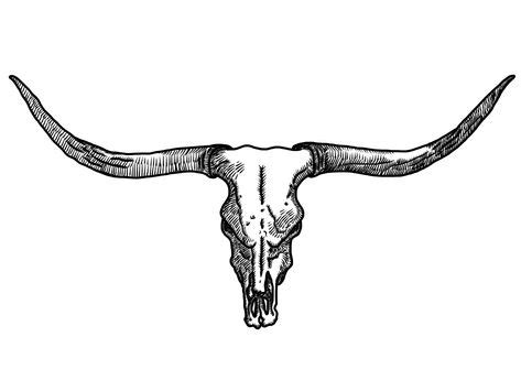 Texas Longhorn Drawing | Free download on ClipArtMag