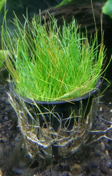 Dwarf Hairgrass, Eleocharis Acicularis